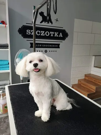 Salon Groomerski "Szczotka" - Psi Fryzjer